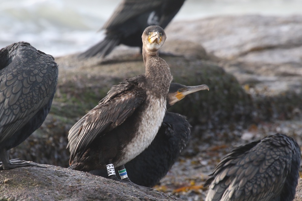 grand cormoran bagué