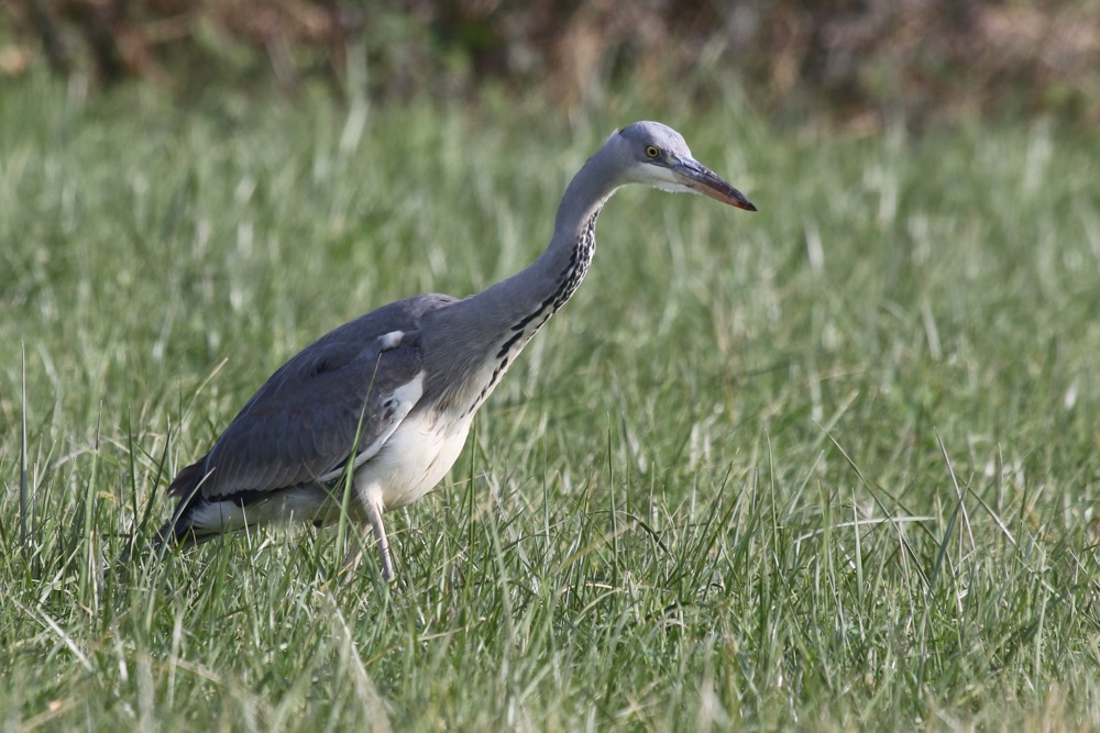 et je reprends la chasse, quel appétit (durée séquence = 2 mn)