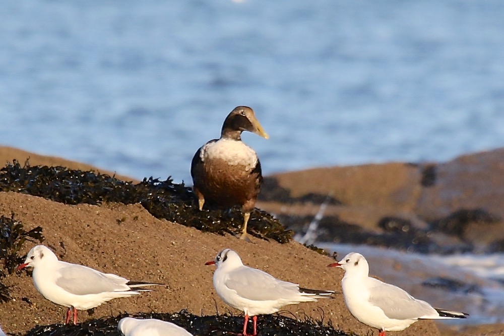 eider à duvet