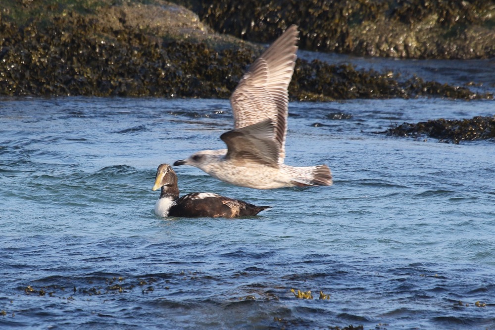 eider à duvet