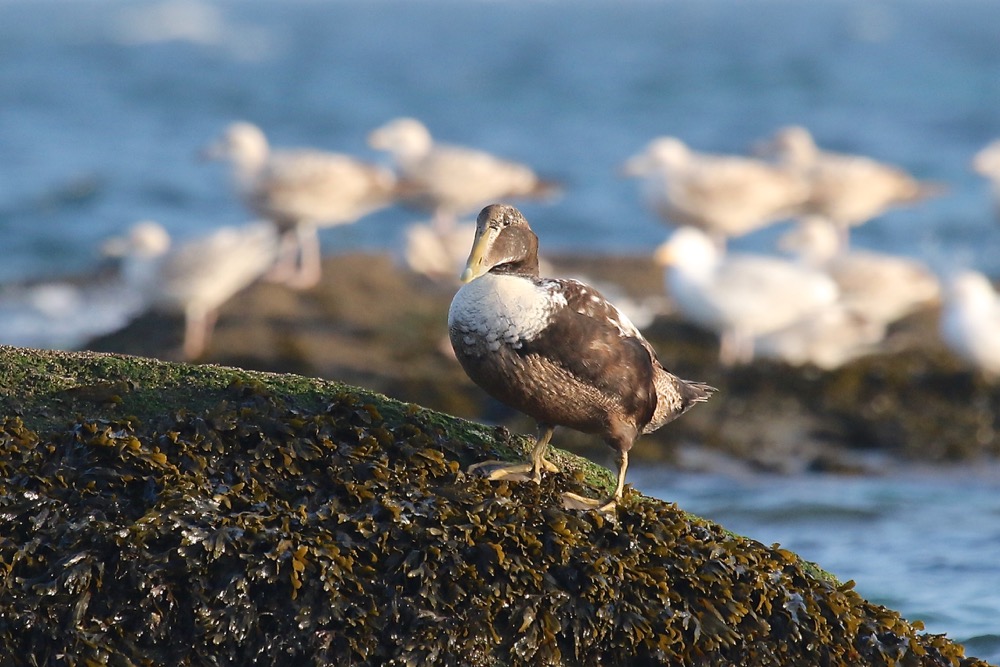 eider à duvet