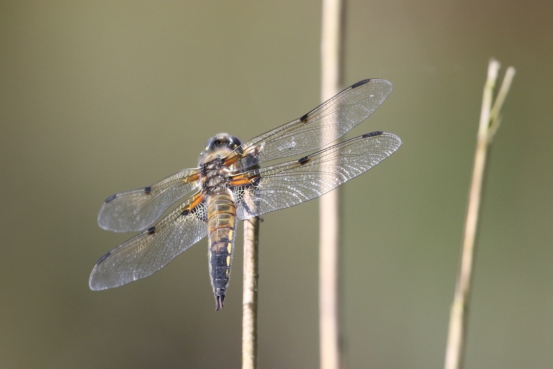 libellule à quatre tâches