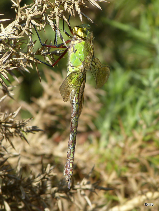 anax empereur
