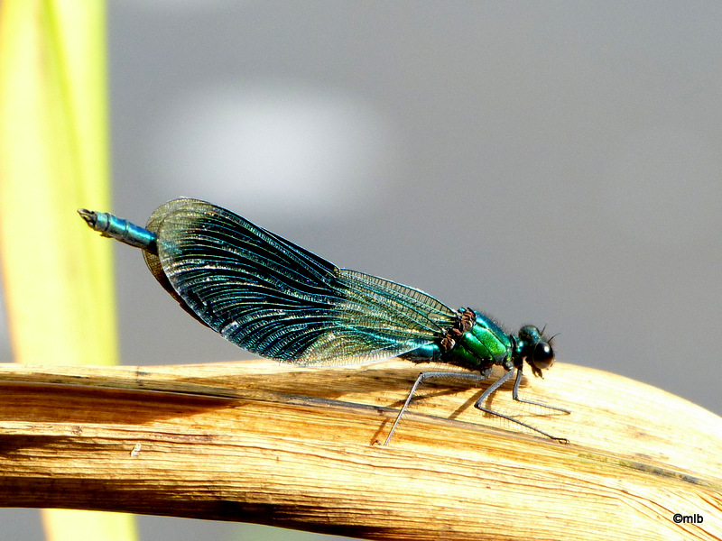 calopteryx éclatant