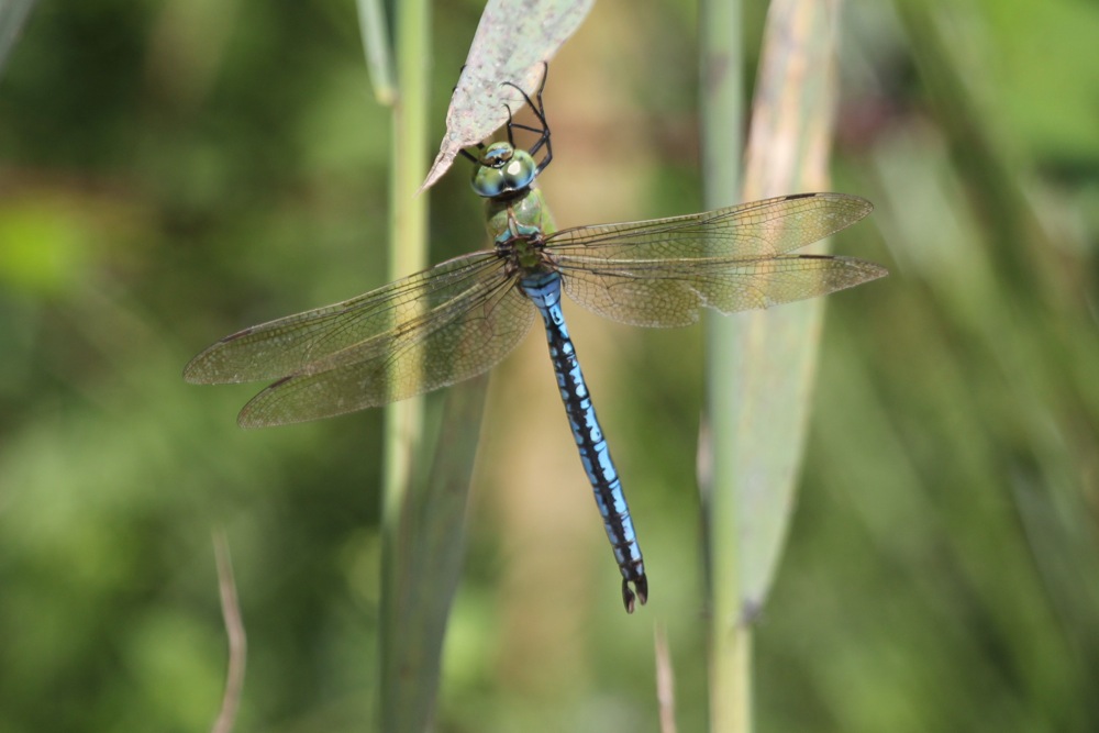 anax empereur