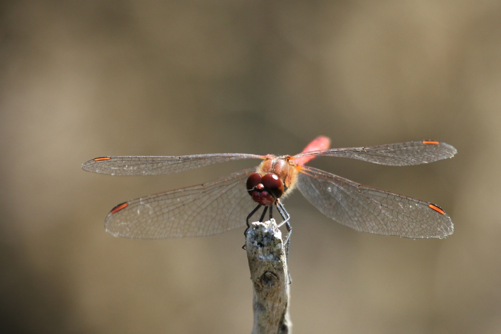 sympetrum à nervures rouges