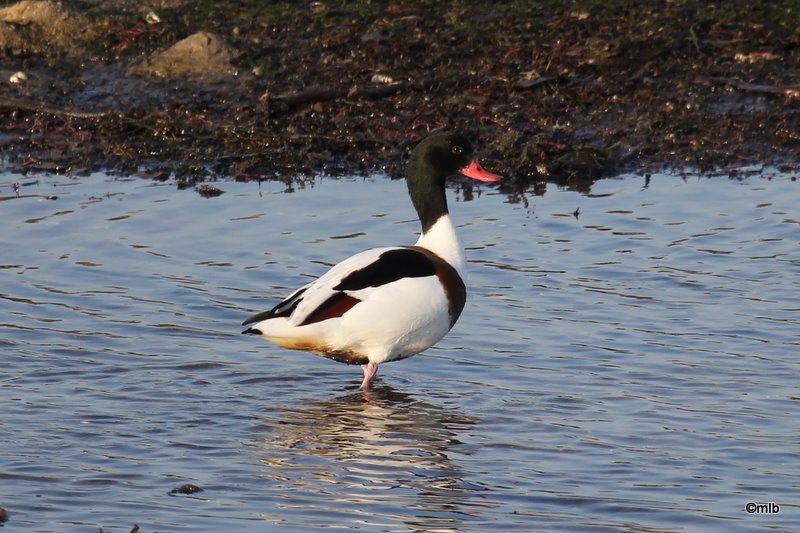 le plus grand de nos canards