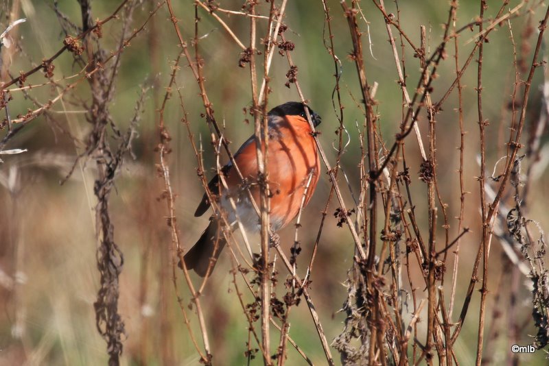 11/02/2012, mâle  en bordure du marais de Mousterlin.