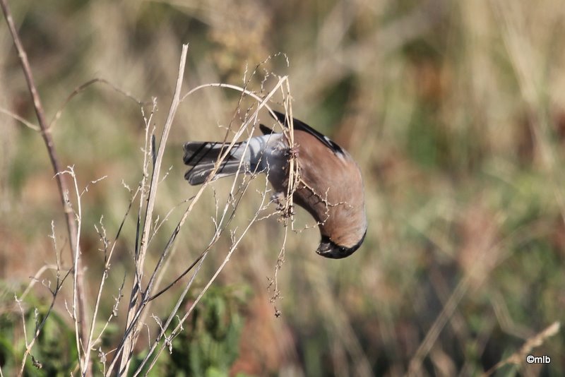 11/02/2012, femelle en bordure du marais de Mousterlin.