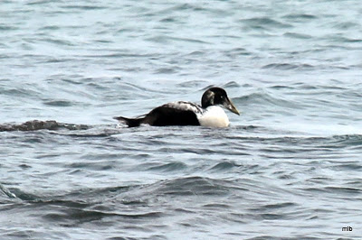 eider à duvet