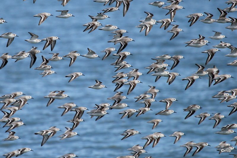 bécasseaux sanderlings