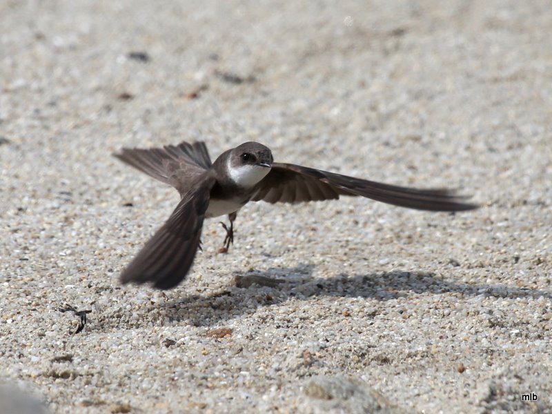 hirondelle de rivage