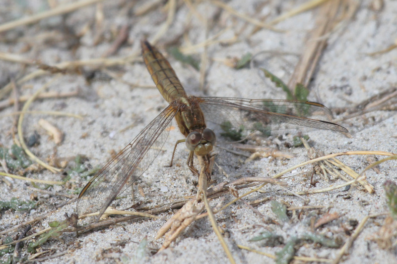 crocothemis