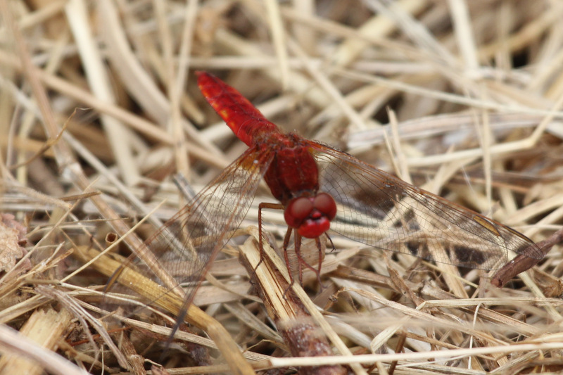 crocothemis