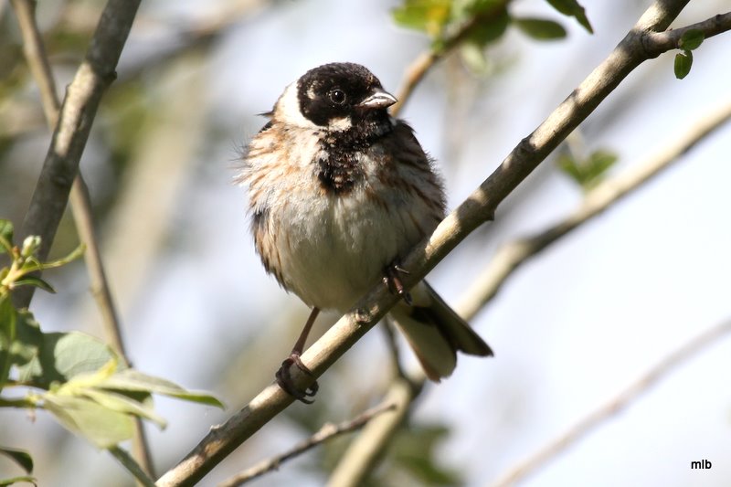 31/05/2011, Mousterlin (marais)