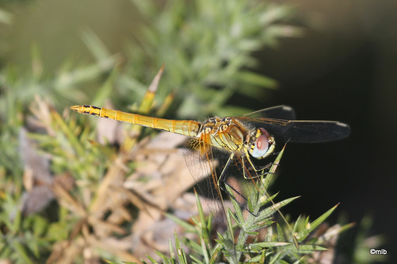 sympetrum à nervures rouges