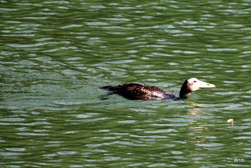 eider à duvet