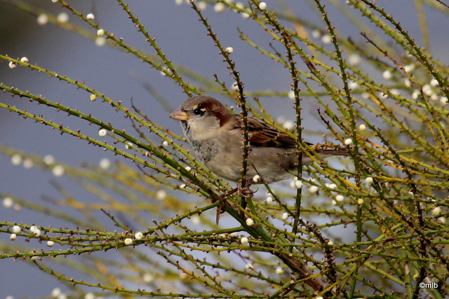 moineau domestique