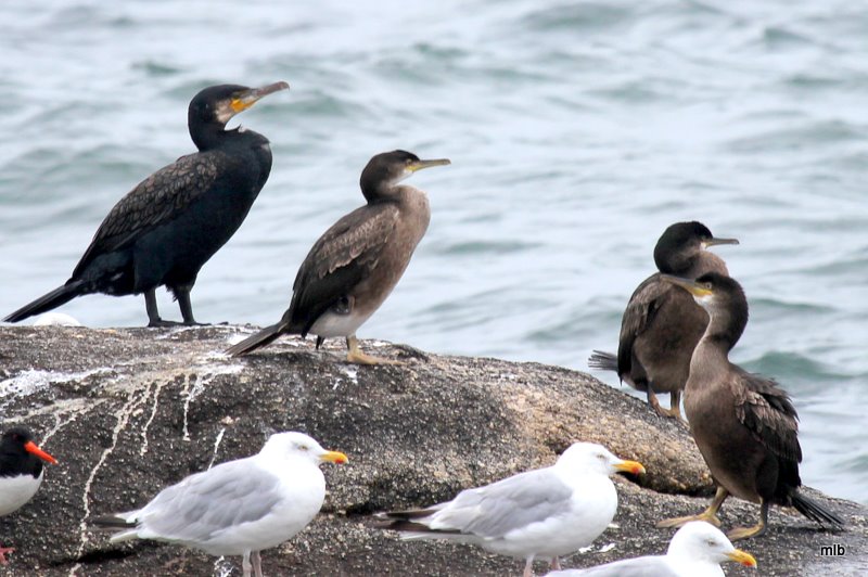cormoran huppé