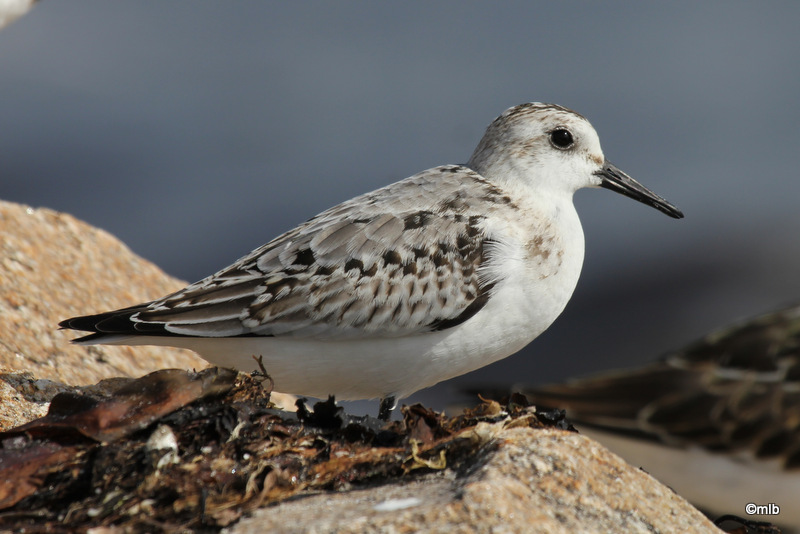 bécasseau sanderling