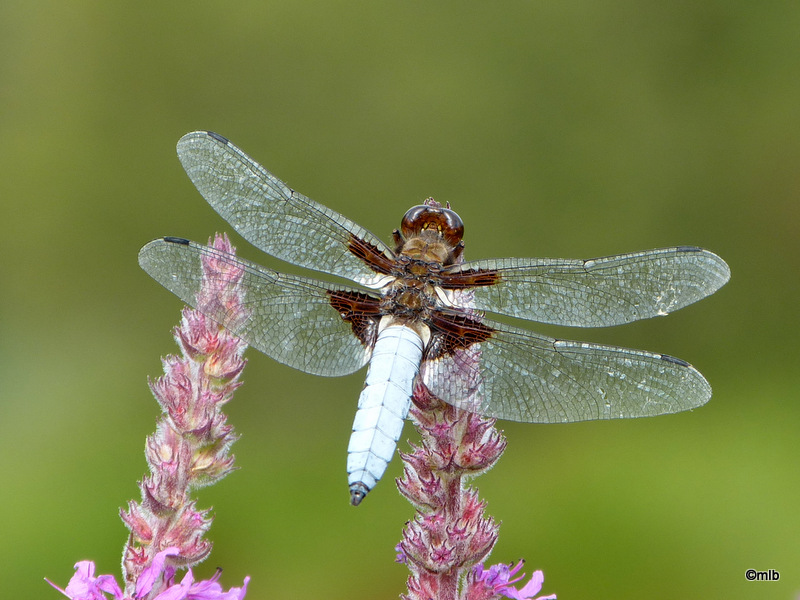 libellule déprimée