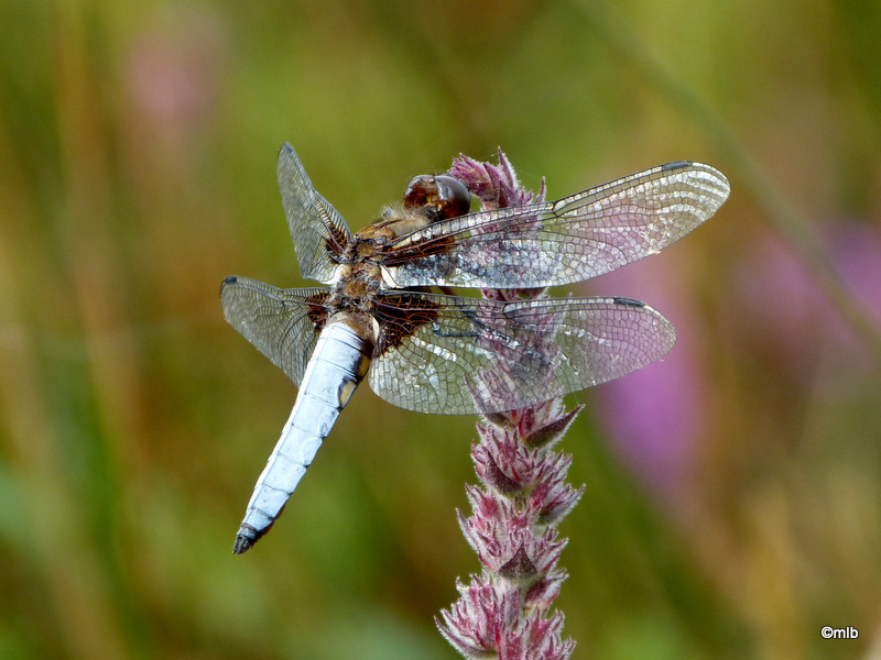 libellule déprimée