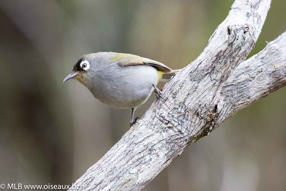 Zostérops de la Réunion (Zosterops olivaceus)