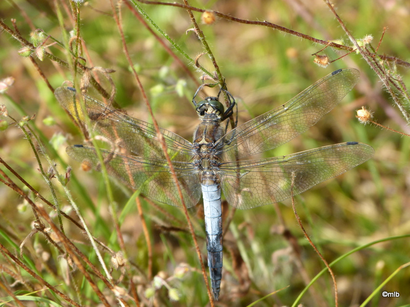 orthetrum réticulé