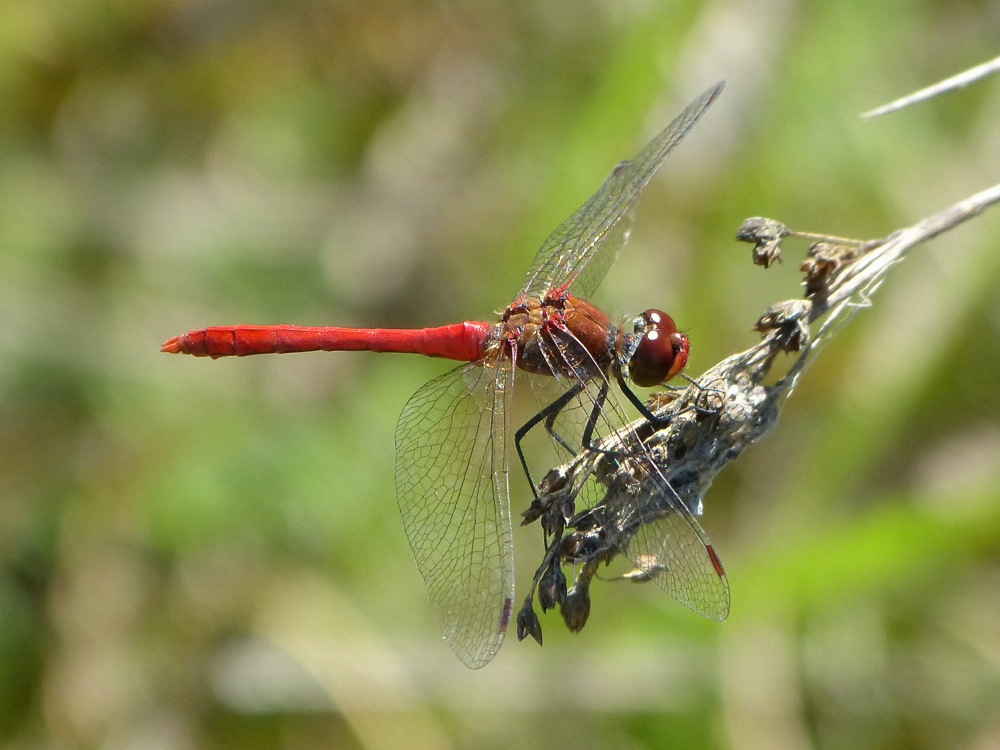 sympetrum sanguin