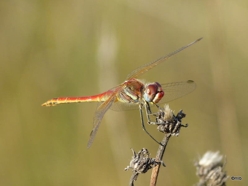 sympetrum à nervures rouges