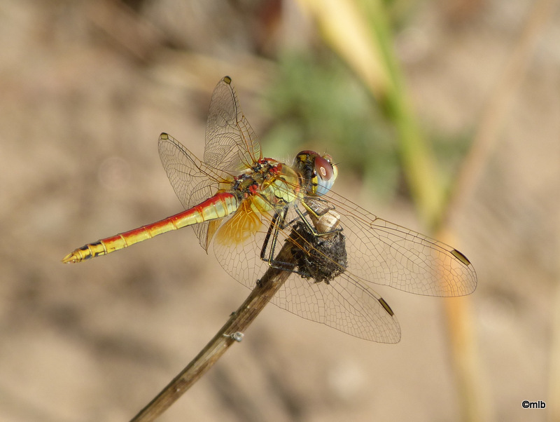 sympetrum à nervures rouges