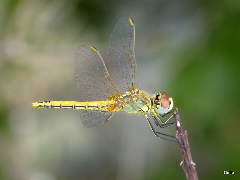 sympetrum à nervures rouges