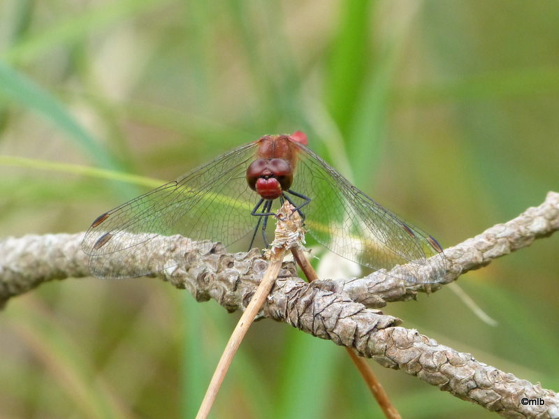 sympetrum sanguin