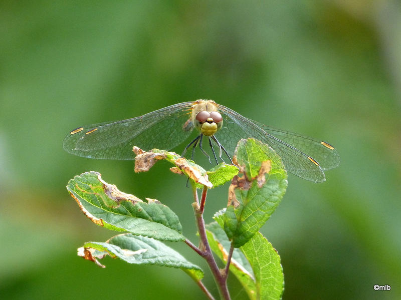 sympetrum sanguin