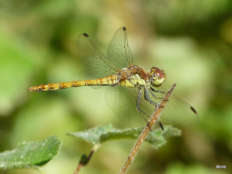 sympetrum sanguin