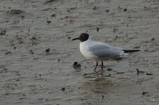mouette rieuse