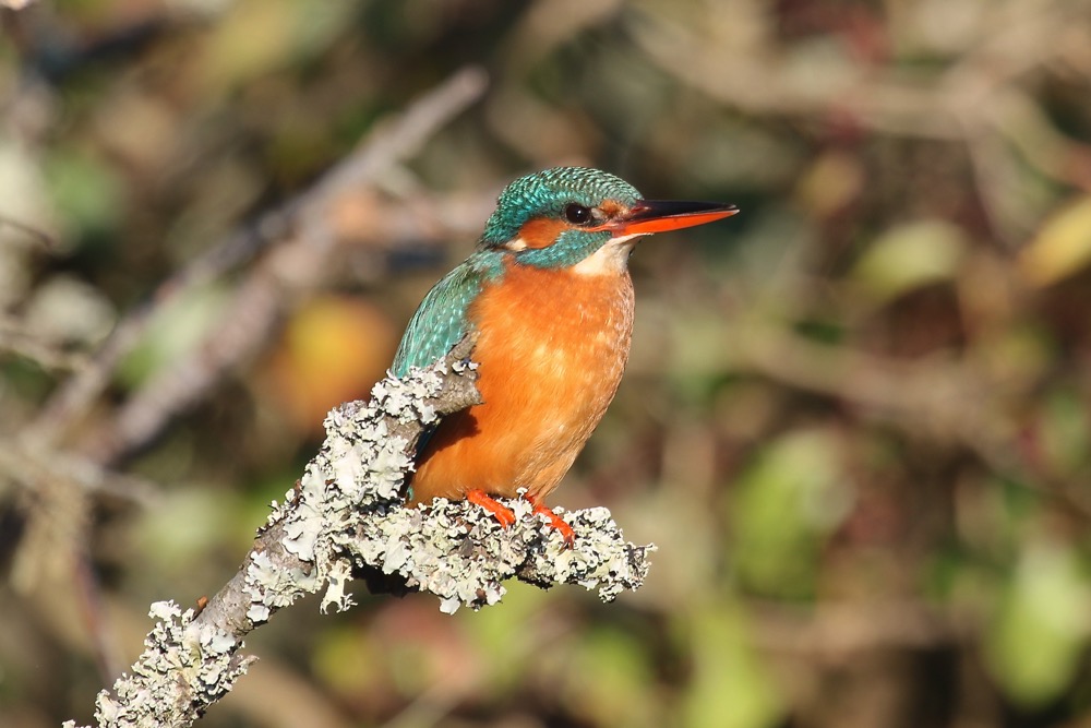 martin-pêcheur