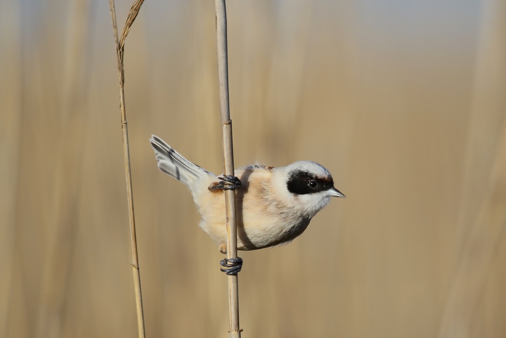 remiz penduline