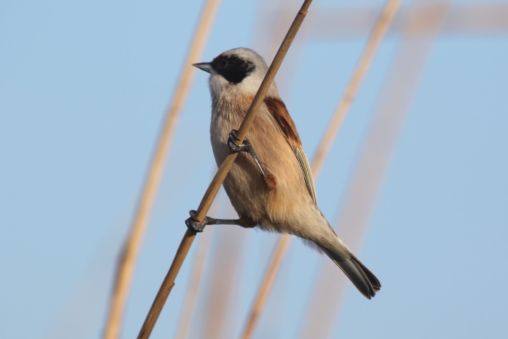 remiz penduline