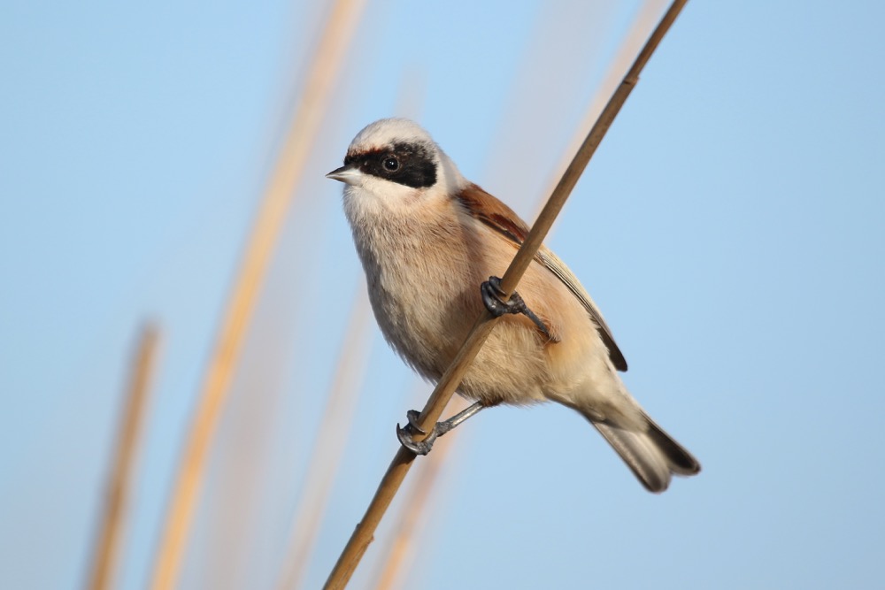 remiz penduline