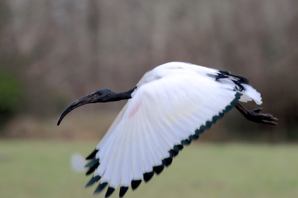 ibis sacré