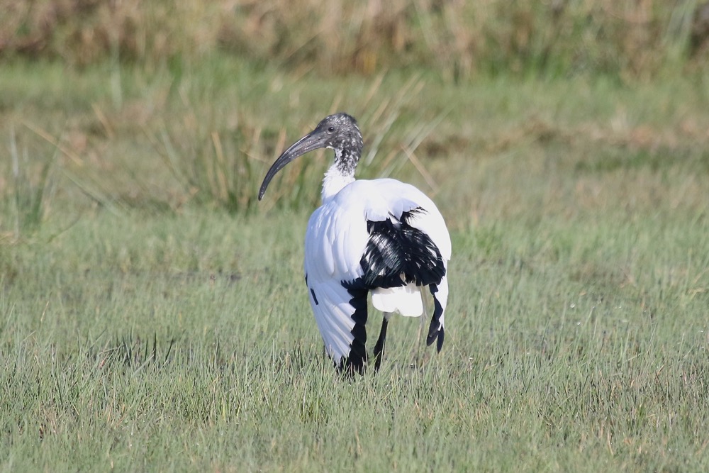 ibis sacré