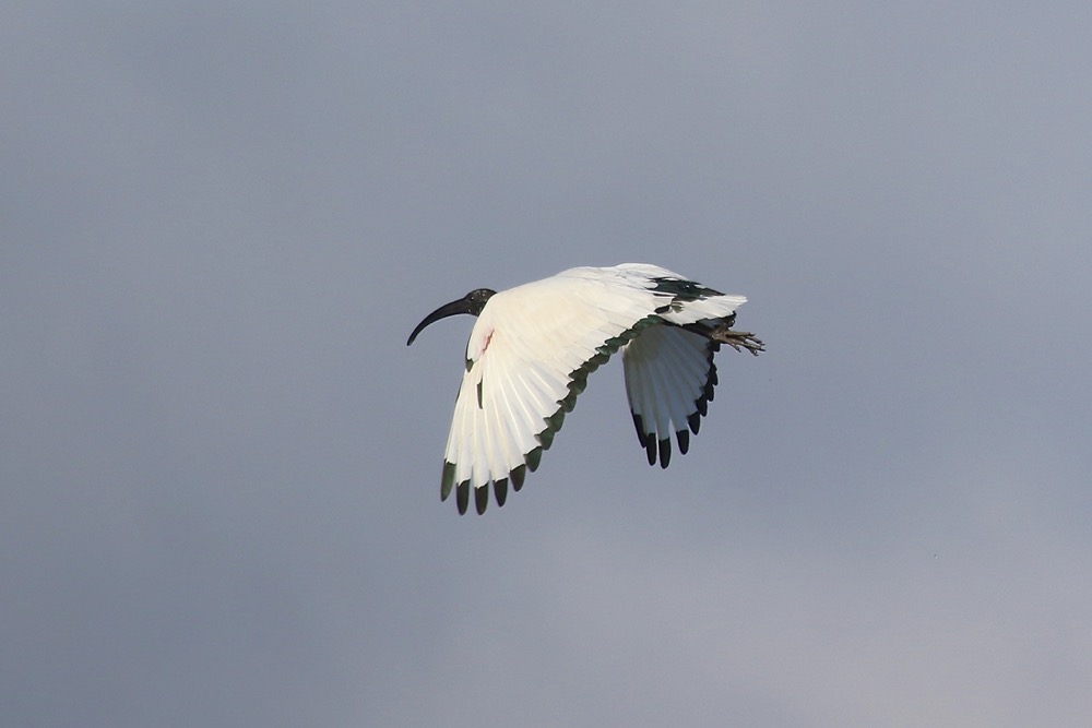 ibis sacré