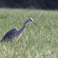 le héron cendré guette, dans un pré près du marais de Mousterlin