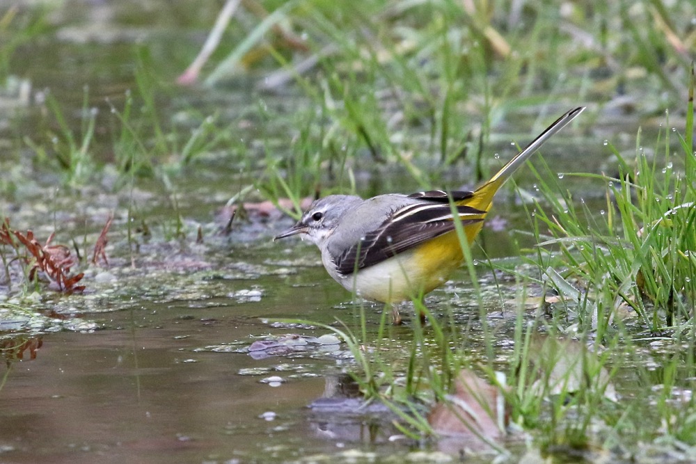 bergeronnette des ruisseaux