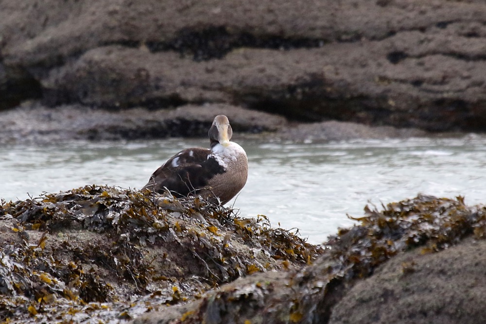 eider à duvet