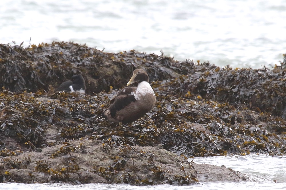eider à duvet