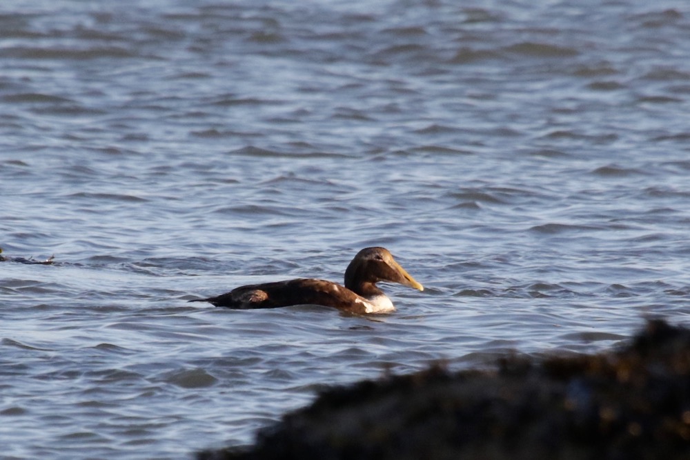 eider à duvet