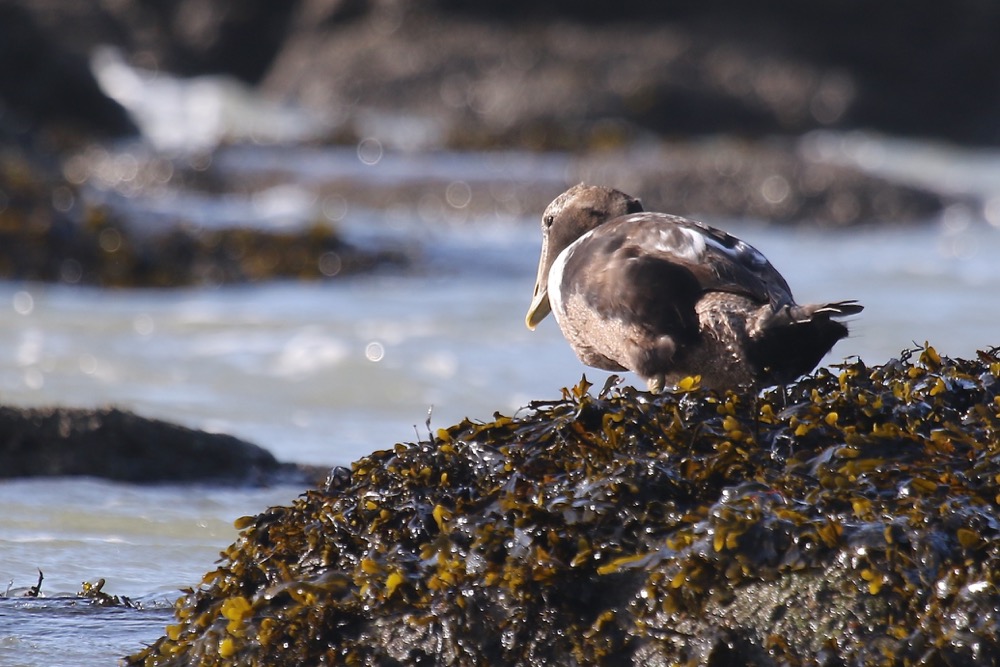 eider à duvet