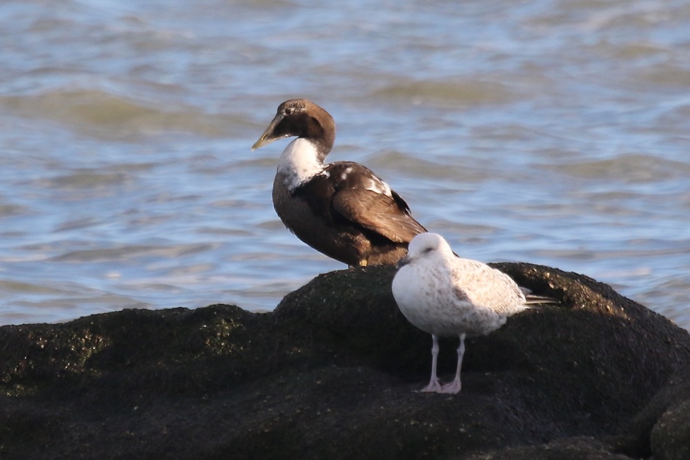 eider à duvet